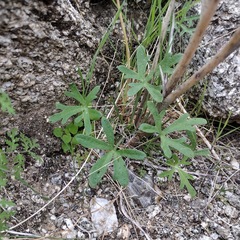 Delphinium parishii subglobosum
