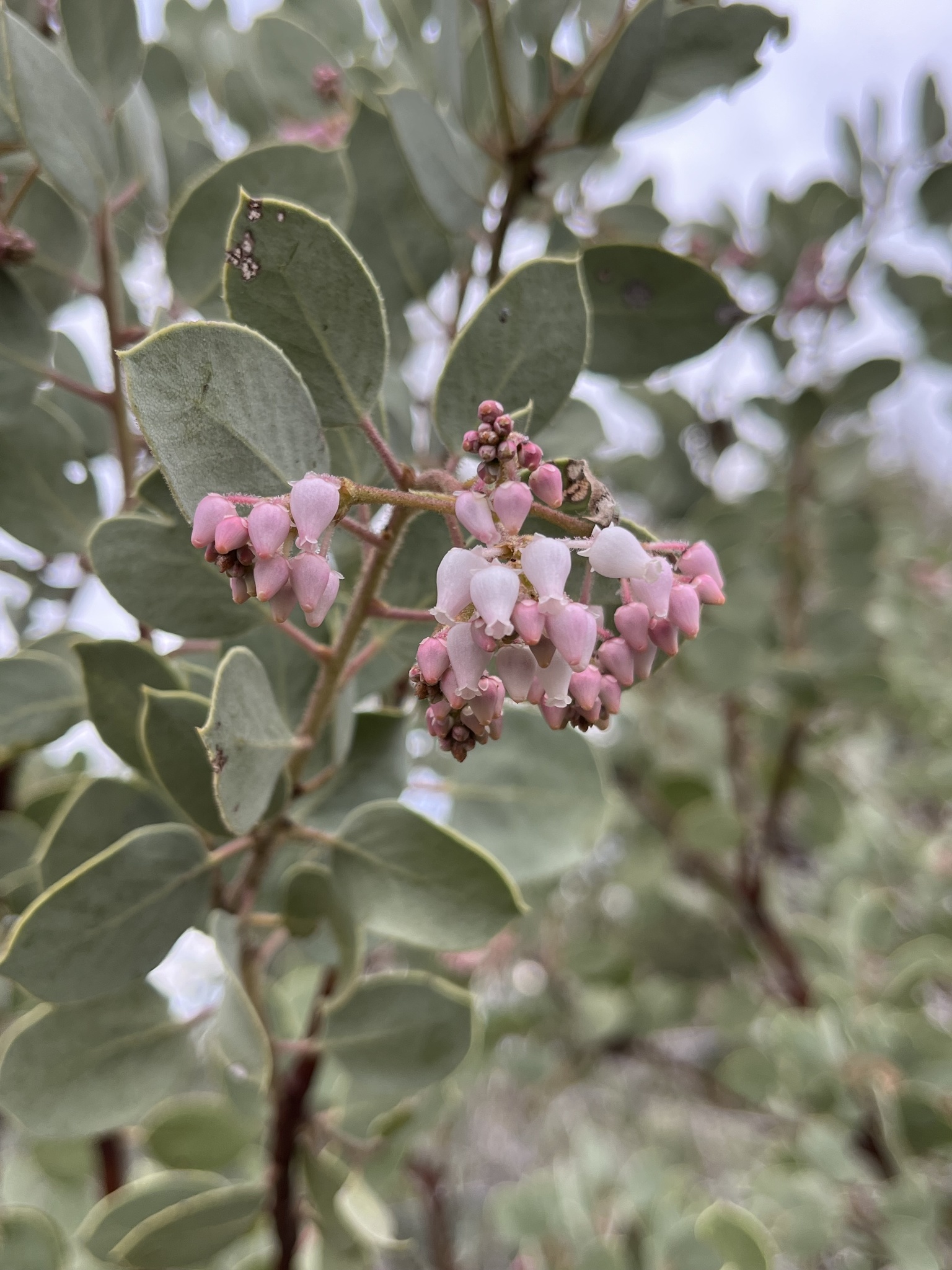 Arctostaphylos viscida ssp. mariposa