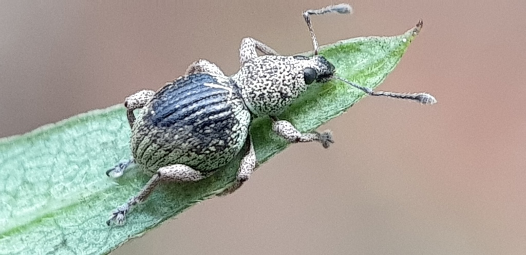 Calidiopsis