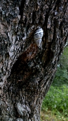 Drymaeus poecilus