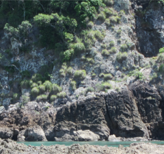 Chionochloa bromoides