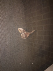 Callosamia promethea