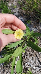 Physalis angustifolia