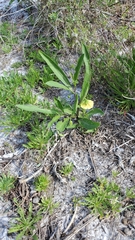 Physalis angustifolia
