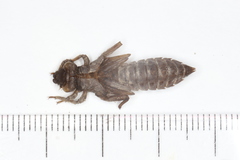 Ophiogomphus anomalus