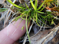 Media resource of Carex deflexa
