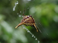 Micrathena acuta