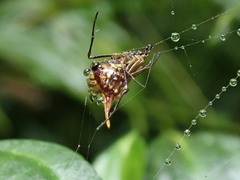 Micrathena acuta