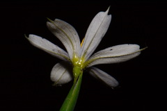 Sisyrinchium nashii