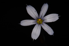 Sisyrinchium nashii