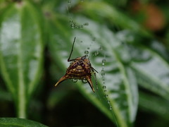 Micrathena acuta