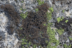 Rhizocarpon bolanderi