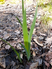 Iris pseudacorus