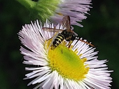 Sapygidae