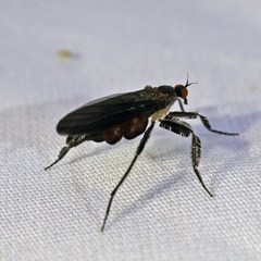 Rhamphomyia longicauda