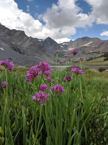 Pacific onion (Allium validum)
