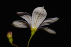 Sisyrinchium nashii