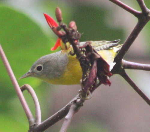 Leiothlypis ruficapilla