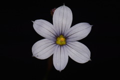 Sisyrinchium nashii