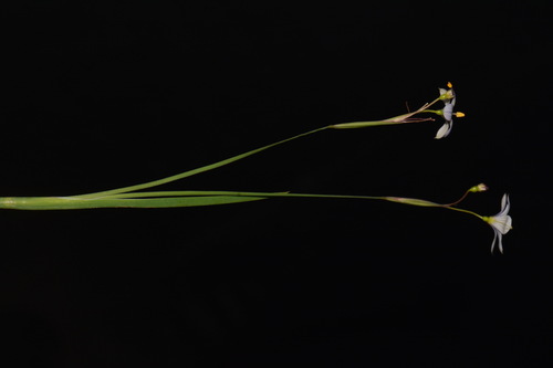 Image of Sisyrinchium nashii by (c) Brian Finzel, some rights reserved (CC BY-SA)