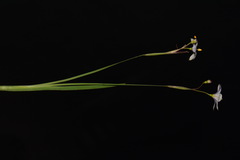 Sisyrinchium nashii
