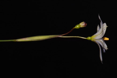 Image of Sisyrinchium nashii by (c) Brian Finzel, some rights reserved (CC BY-SA)