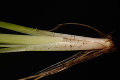 Sisyrinchium nashii