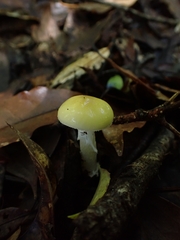 Amanita xylinivolva