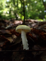 Amanita xylinivolva
