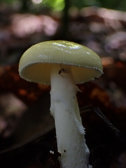 Amanita xylinivolva