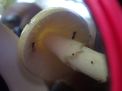 Amanita xylinivolva
