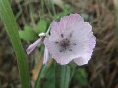 Calochortus umbellatus