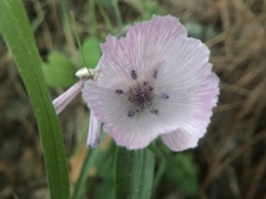 Calochortus umbellatus