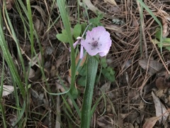 Calochortus umbellatus