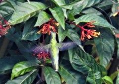 Anthracothorax aurulentus
