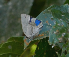Strephonota tephraeus
