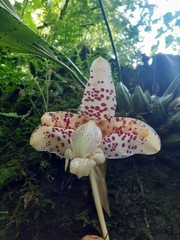 Stanhopea maculosa