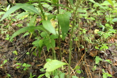 Lycianthes