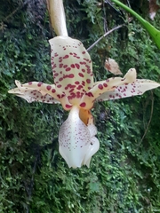Stanhopea maculosa