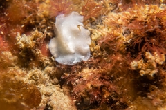 Pseudoceros canadensis