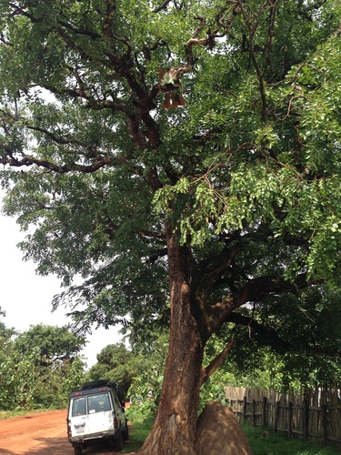 African mahogany