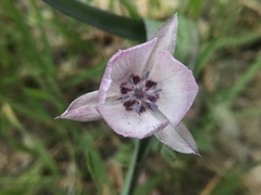 Calochortus umbellatus