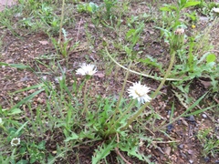 Taraxacum coreanum