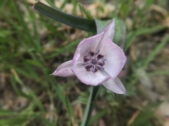Calochortus umbellatus