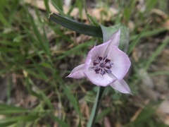 Calochortus umbellatus