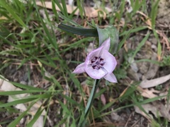 Calochortus umbellatus