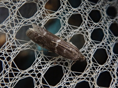 Ortholepis infausta