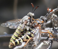 Opomydas townsendi