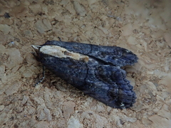 Lophoptera hayesi