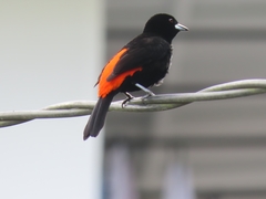 Ramphocelus flammigerus